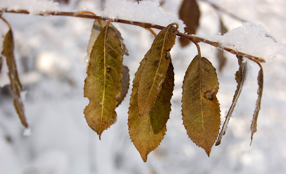 Image of genus Salix specimen.