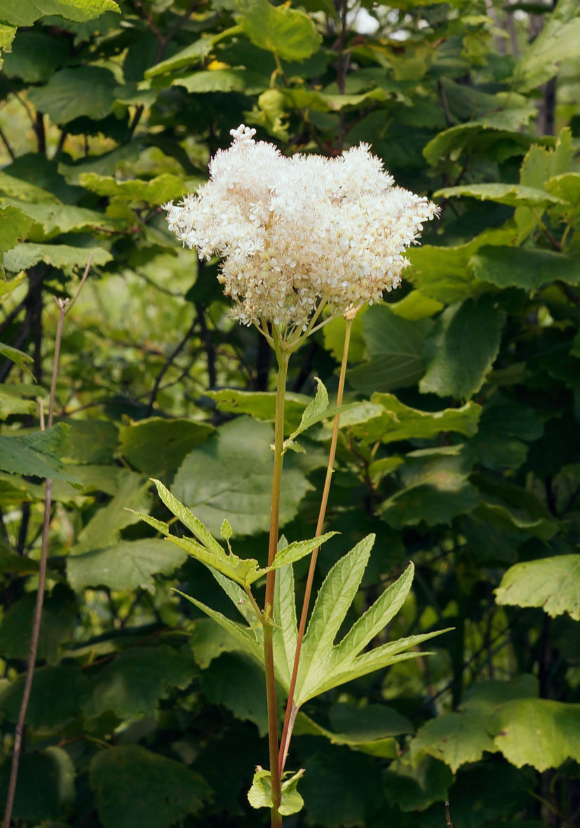 Image of Filipendula palmata specimen.