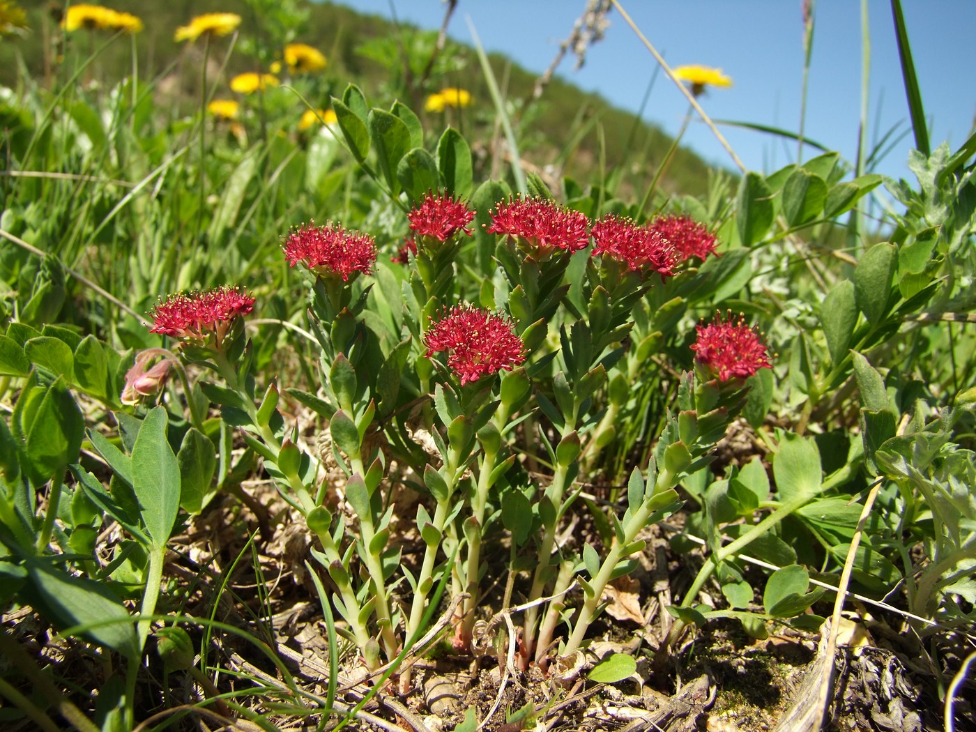 Image of Rhodiola integrifolia specimen.