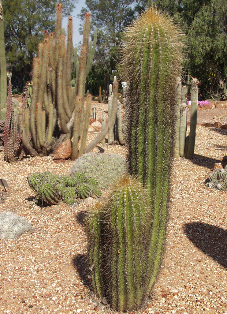 Image of genus Trichocereus specimen.