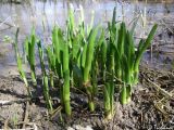 Leucojum aestivum. Молодые побеги. Крым, Байдарская долина, окр. с. Орлиное, берег р. Курулюк-Су. 25.03.2010.