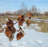 Rubus idaeus. Побег с высохшими листьями. Московская обл., г. Электрогорск, пустырь. 12.03.2017.