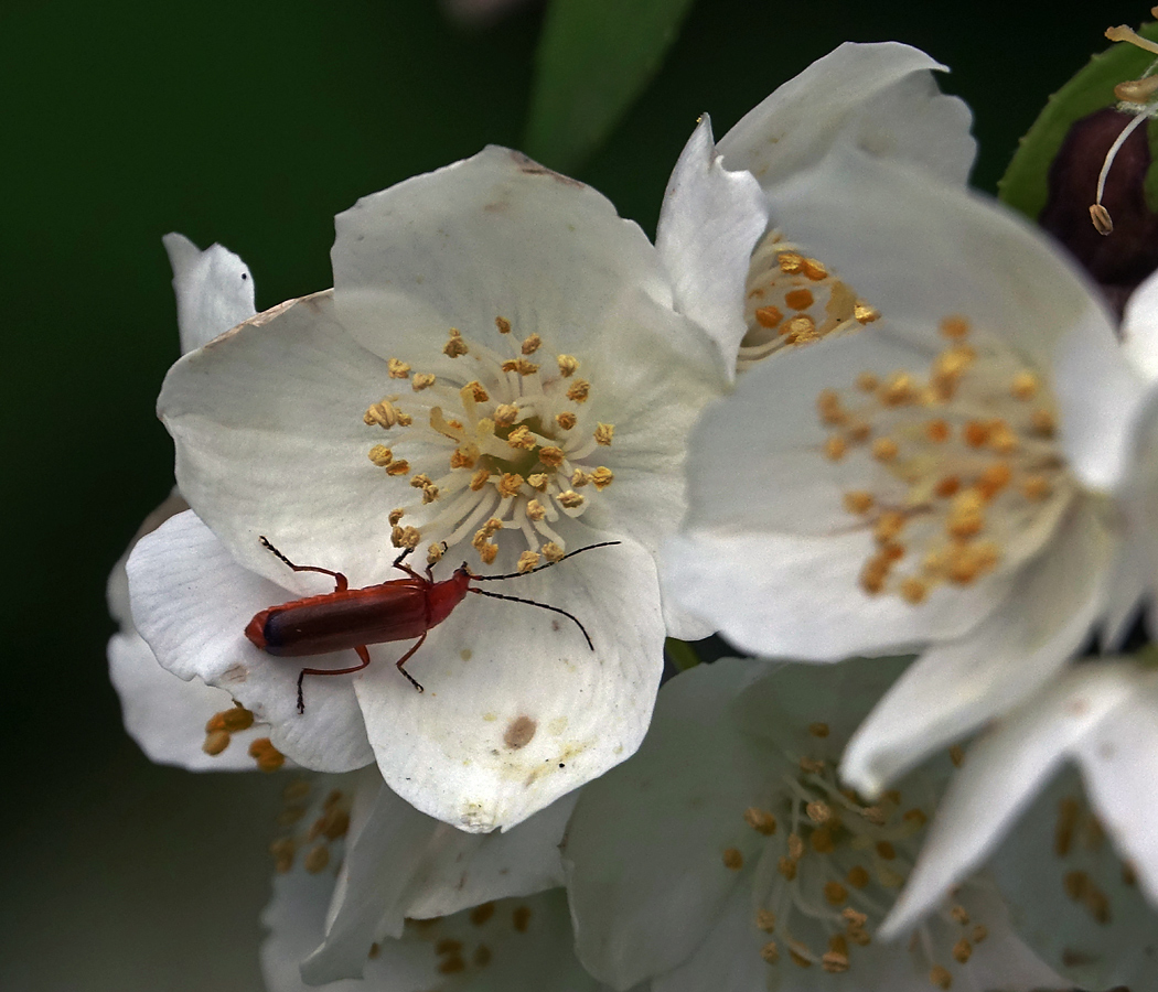 Изображение особи Philadelphus pubescens.