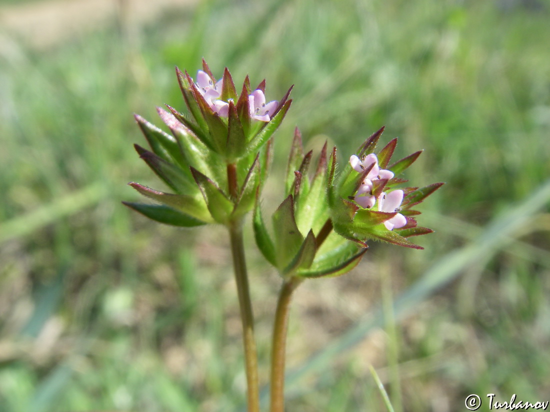 Image of Sherardia arvensis specimen.