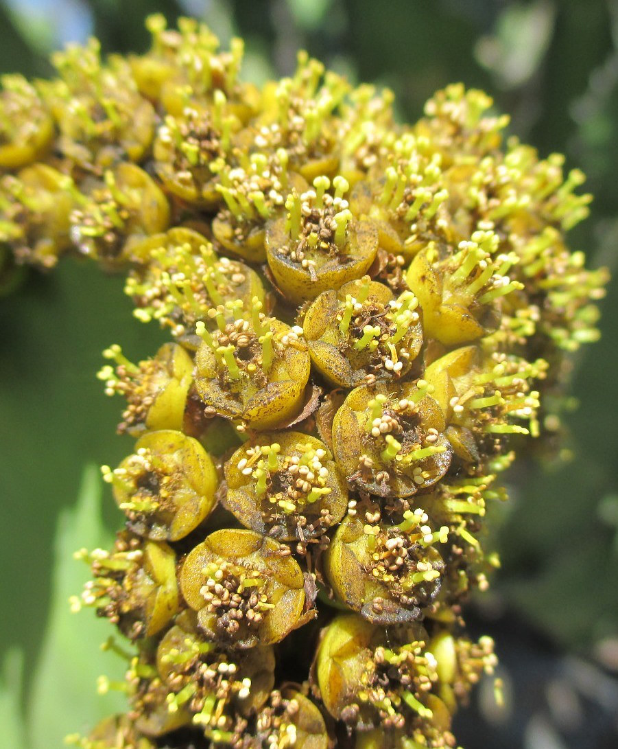 Image of Euphorbia cooperi specimen.