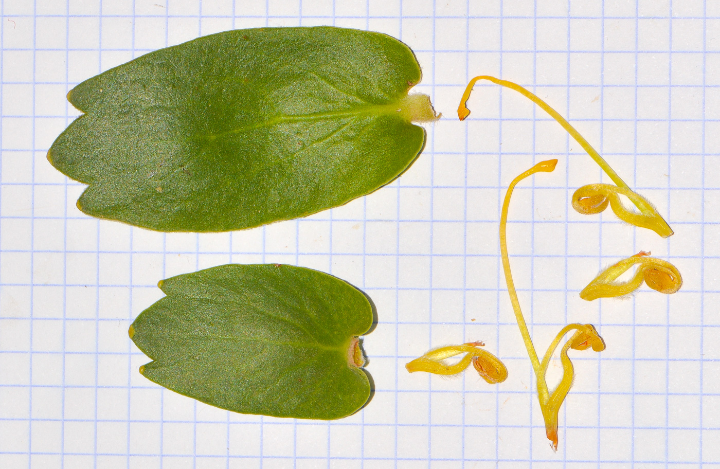 Image of Leucospermum cordifolium specimen.