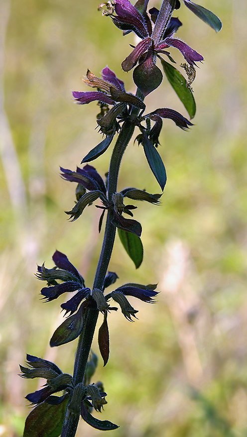 Image of Dracocephalum nutans specimen.