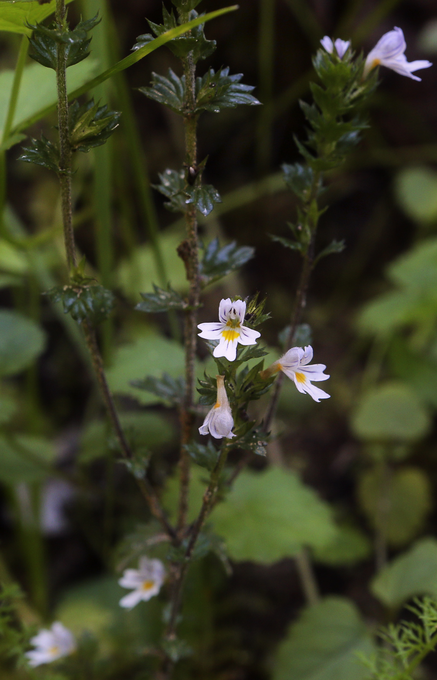 Изображение особи род Euphrasia.