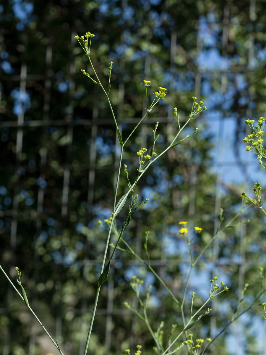 Image of Bupleurum kakiskalae specimen.