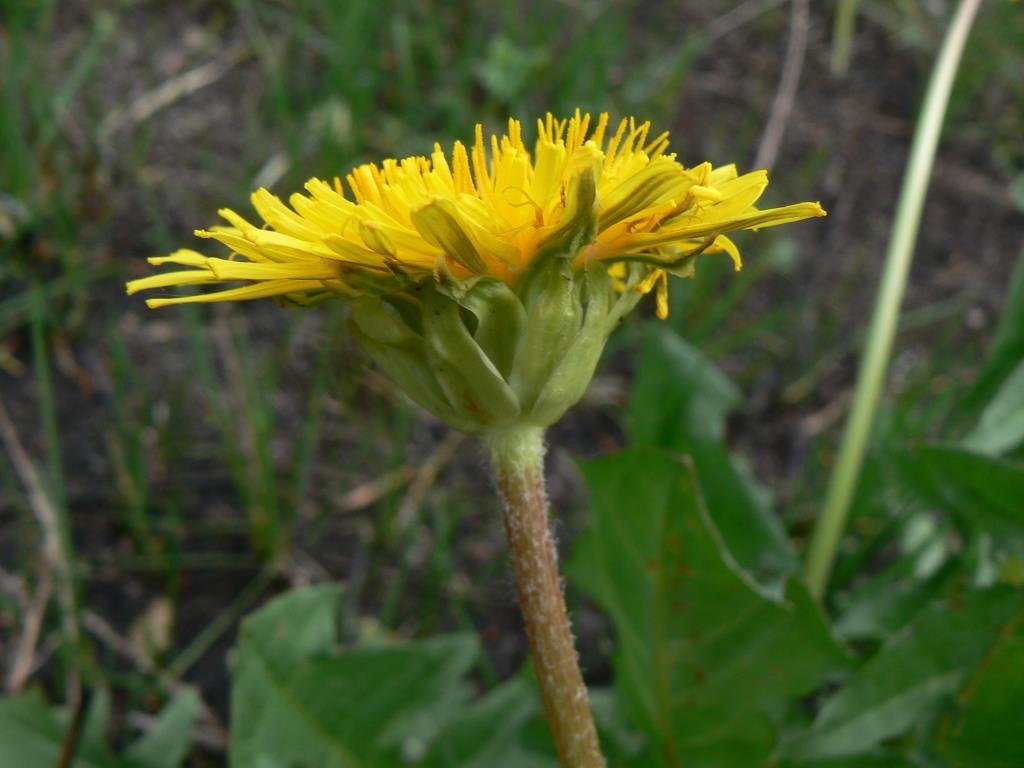 Изображение особи Taraxacum brassicifolium.