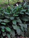 Spathiphyllum floribundum. Цветущие растения. Малайзия, Куала-Лумпур, в культуре. 13.05.2017.