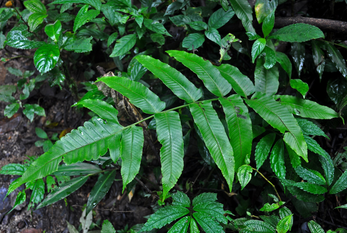 Image of Athyrium accedens specimen.