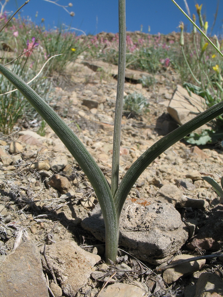 Изображение особи Allium dasyphyllum.