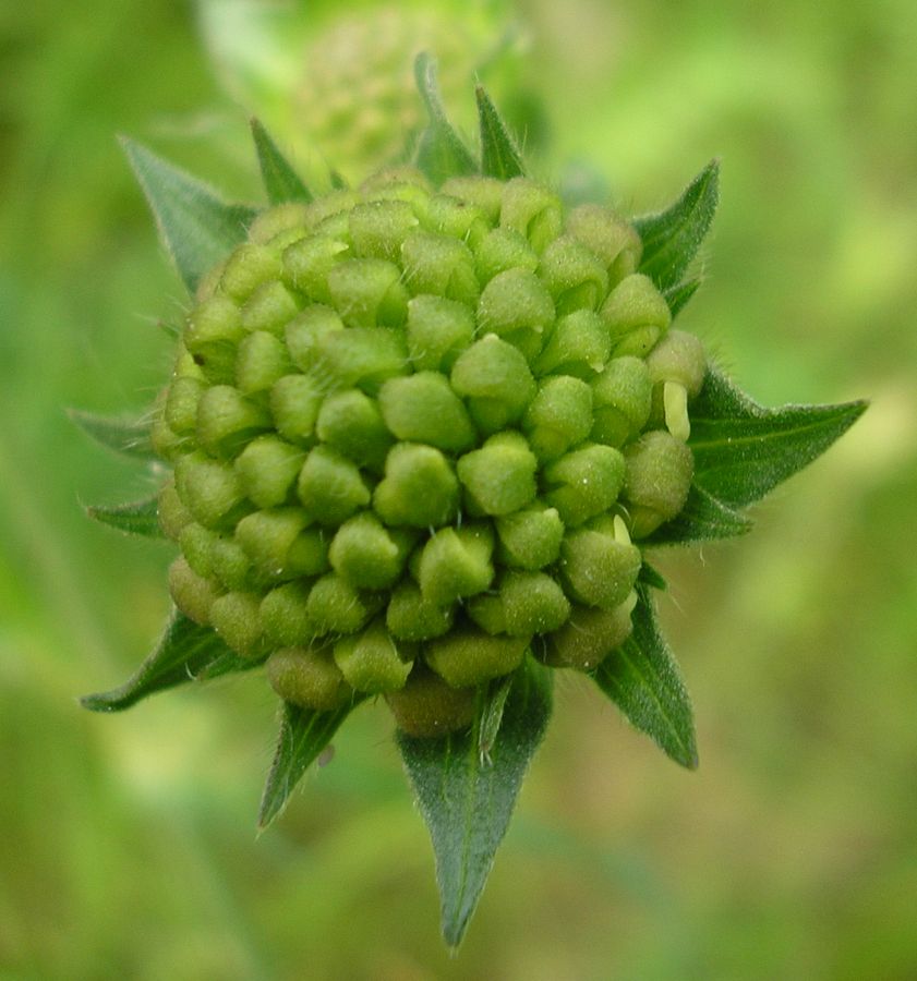 Image of Knautia arvensis specimen.