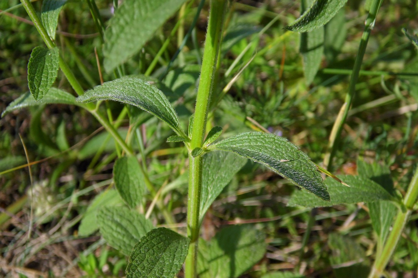 Image of Stachys recta specimen.