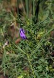 Astragalus arenarius