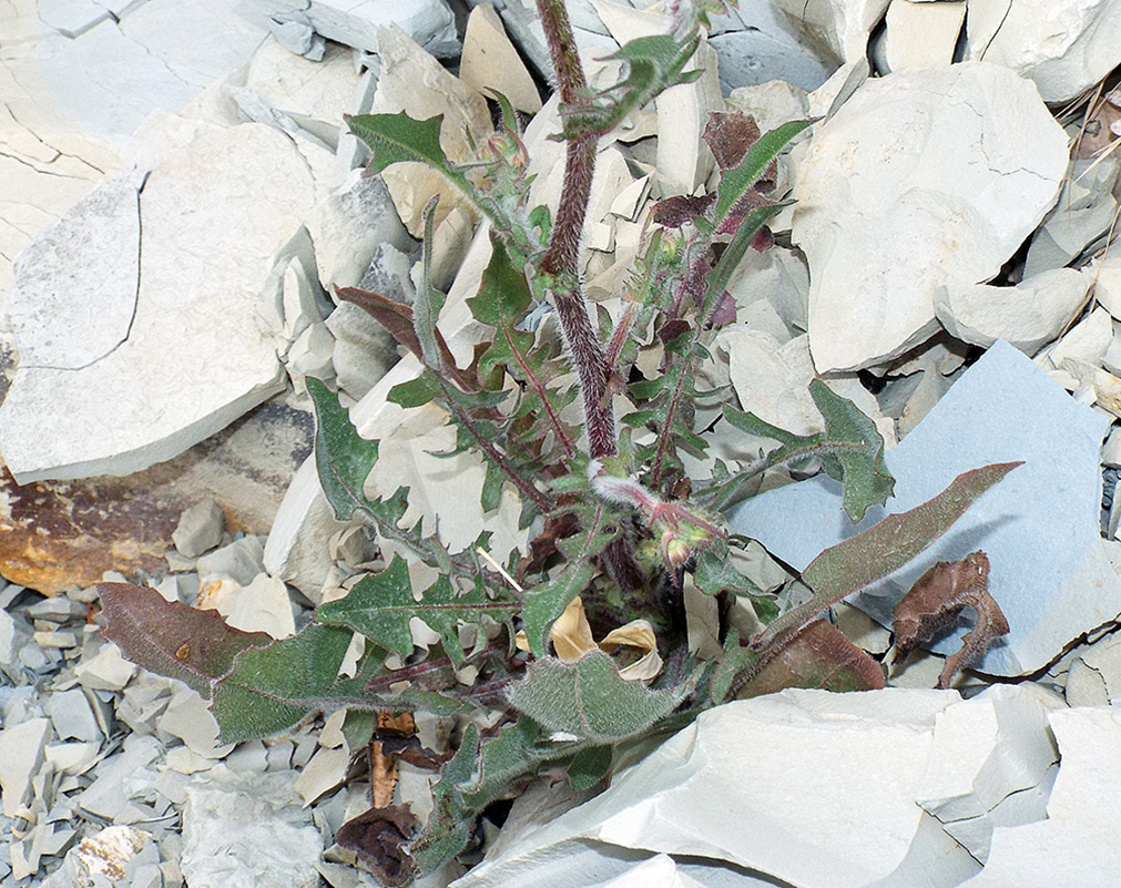 Image of Crepis rhoeadifolia specimen.