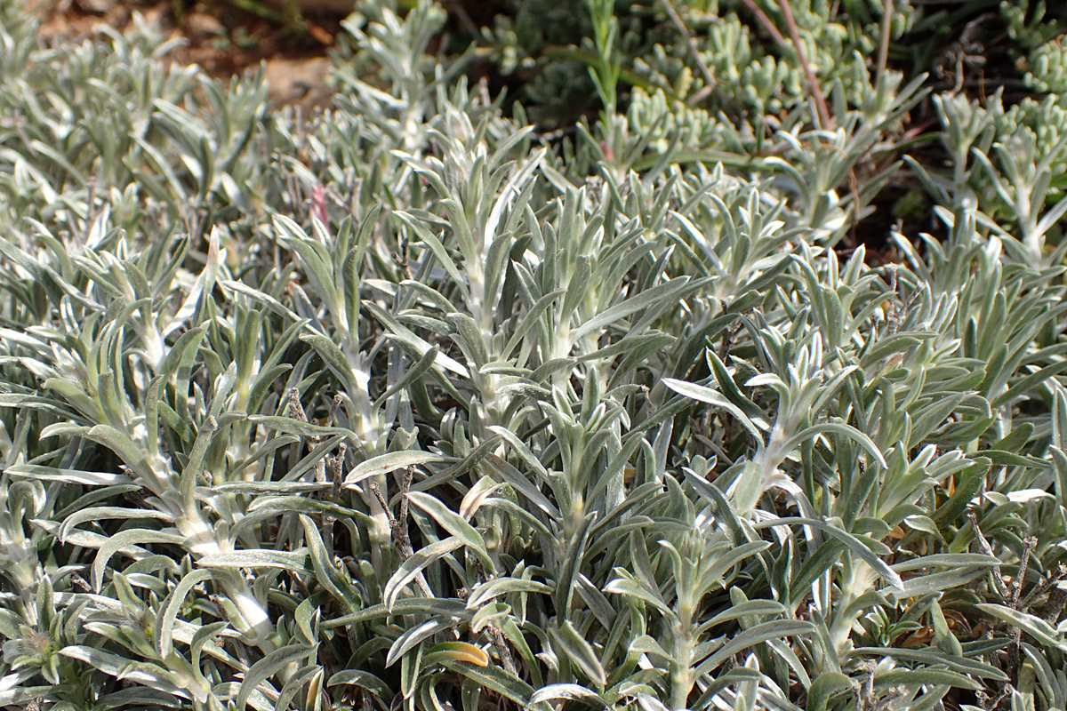 Image of Convolvulus oleifolius specimen.