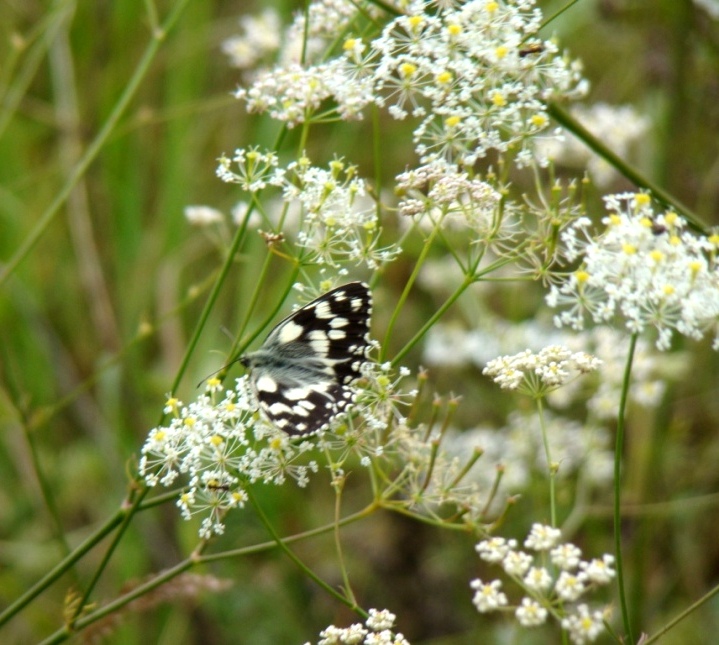 Изображение особи Chaerophyllum macrospermum.