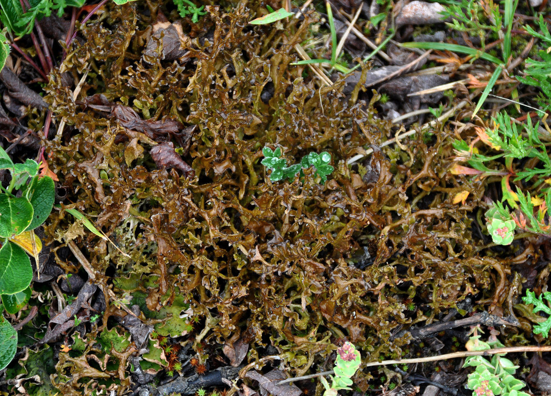 Image of genus Cetraria specimen.