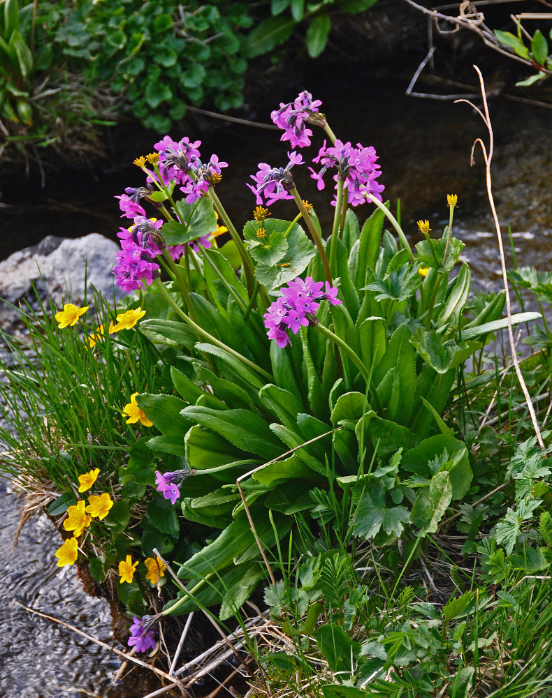 Изображение особи Primula nivalis.