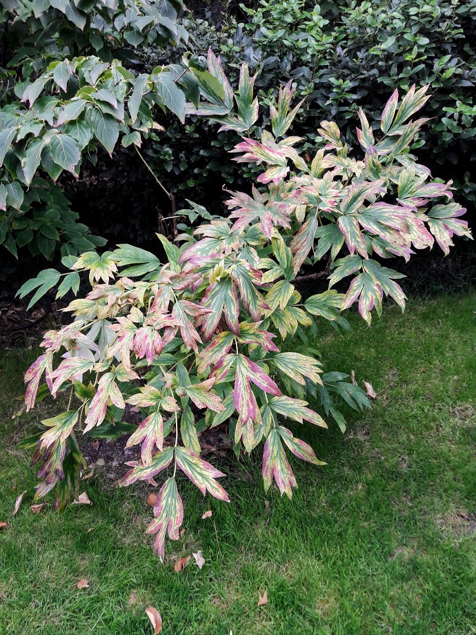 Image of Paeonia delavayi specimen.