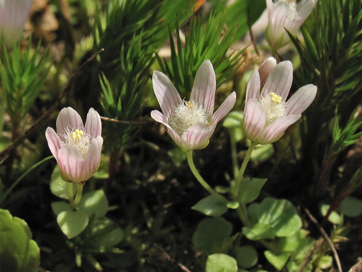 Image of Anagallis tenella specimen.