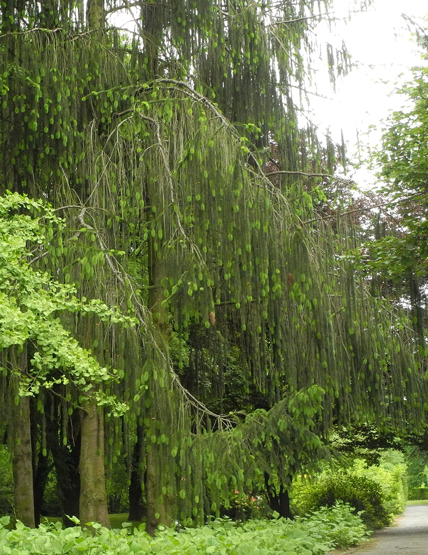 Image of Picea abies specimen.