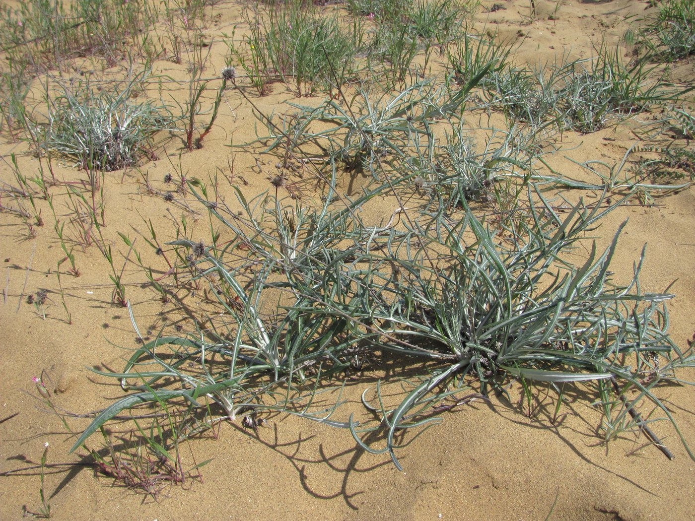 Image of Jurinea ciscaucasica specimen.