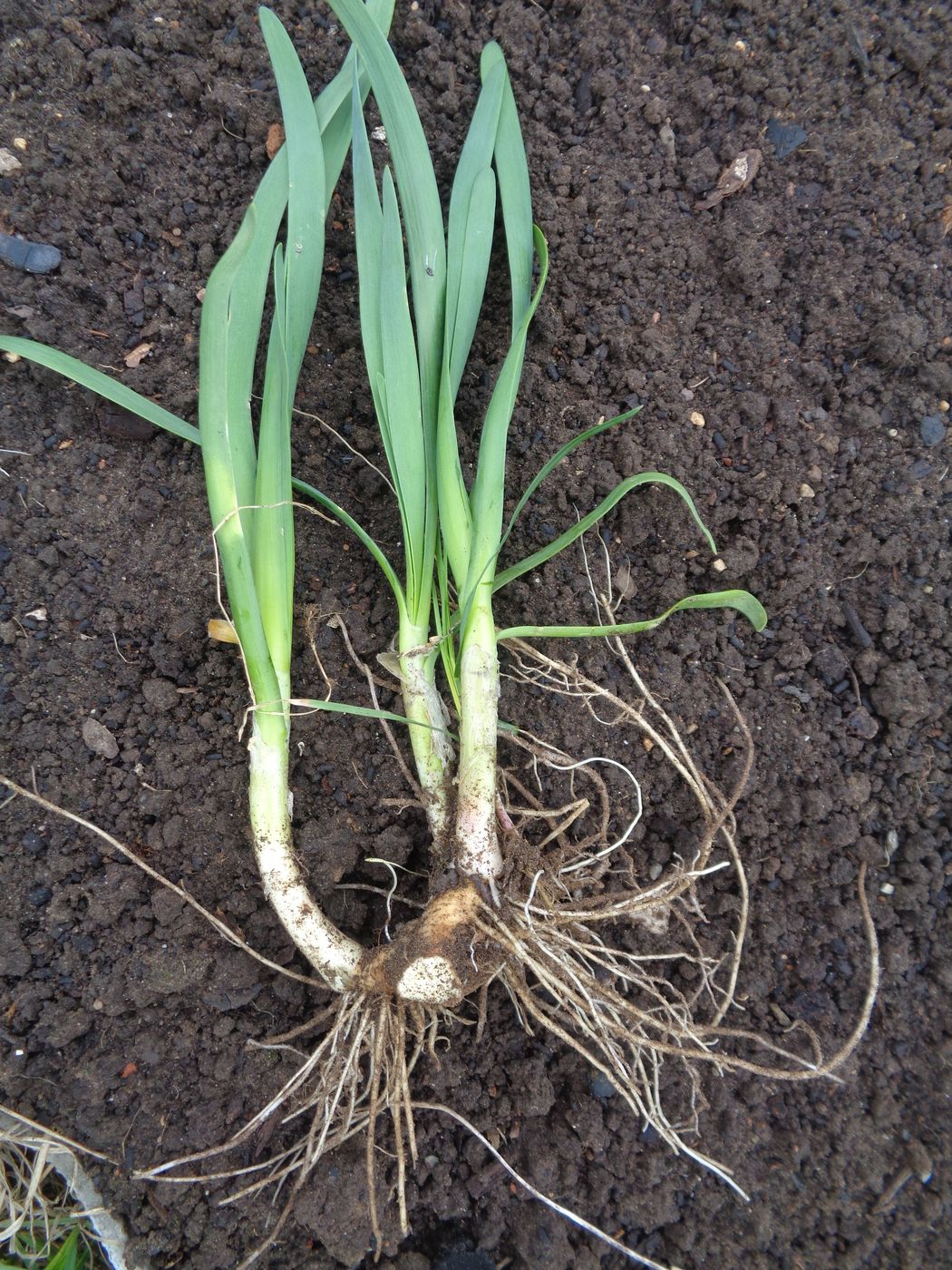 Image of Allium nutans specimen.