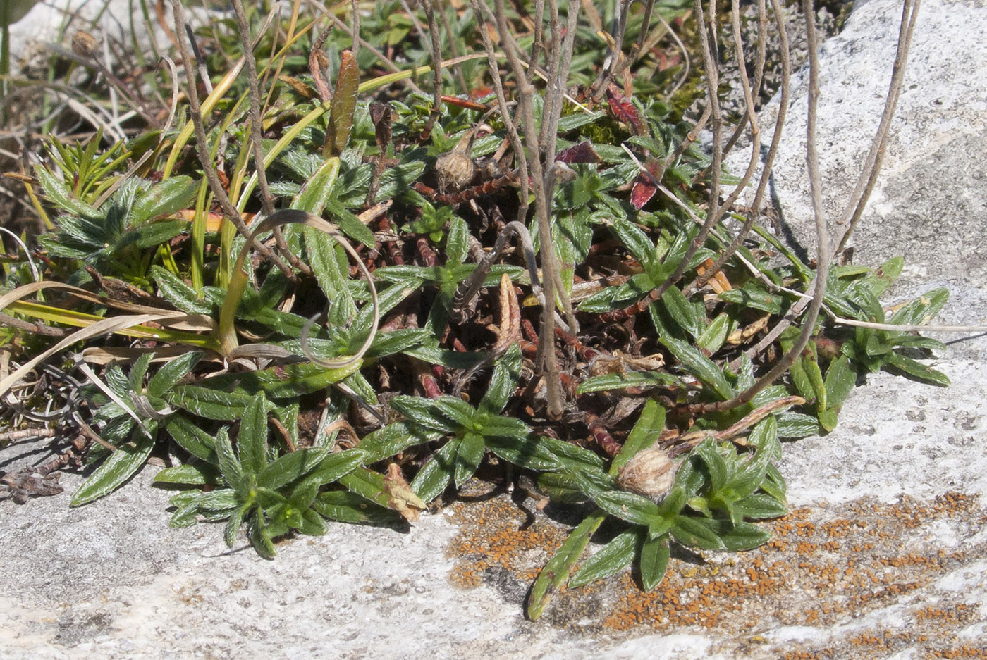 Image of Helianthemum buschii specimen.