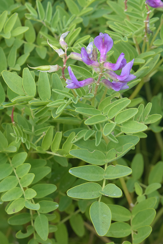 Image of Astragalus japonicus specimen.