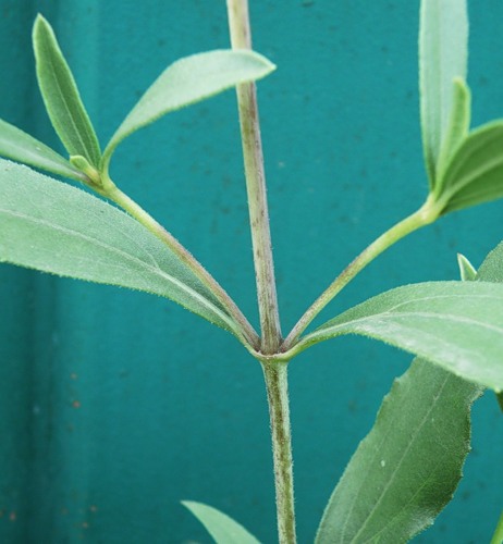 Image of Helianthus rigidus specimen.