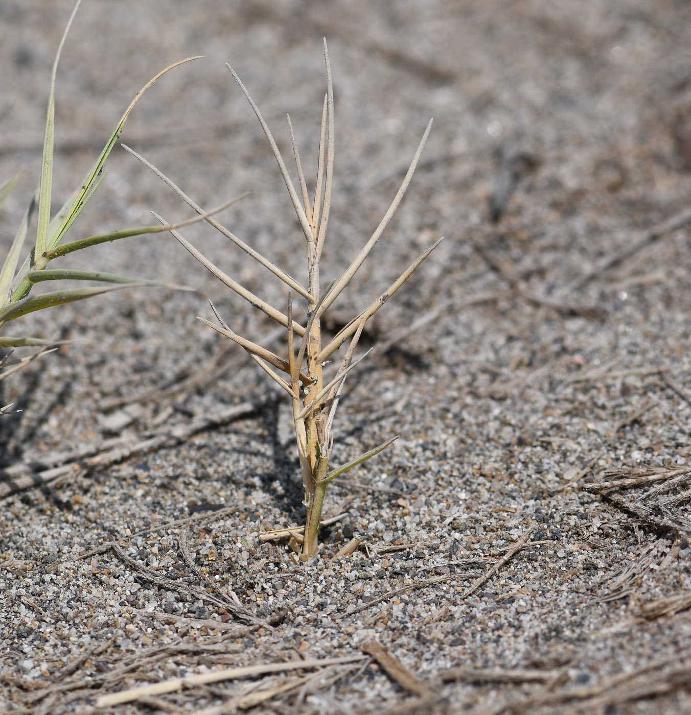 Image of Distichlis spicata specimen.