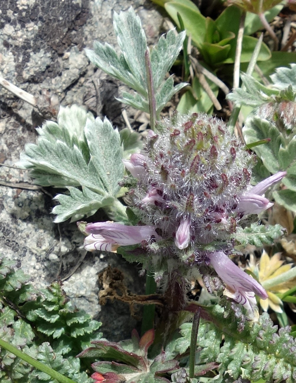 Image of Pedicularis korolkowii specimen.