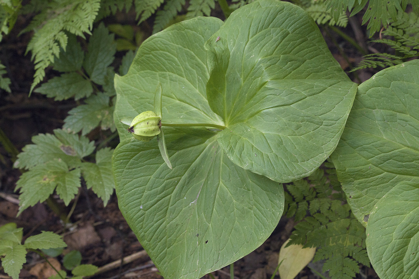 Image of Trillium camschatcense specimen.