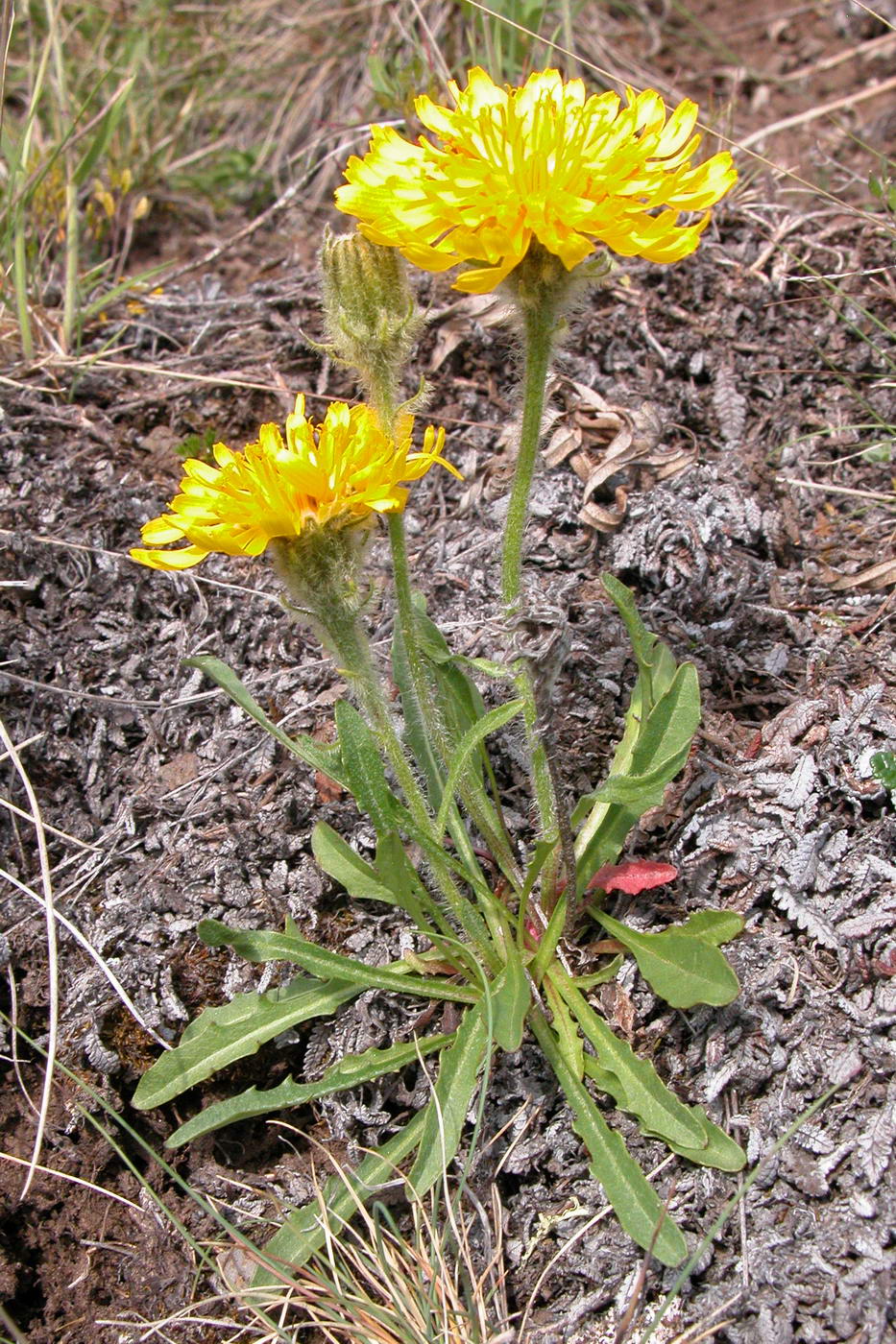 Image of Crepis chrysantha specimen.