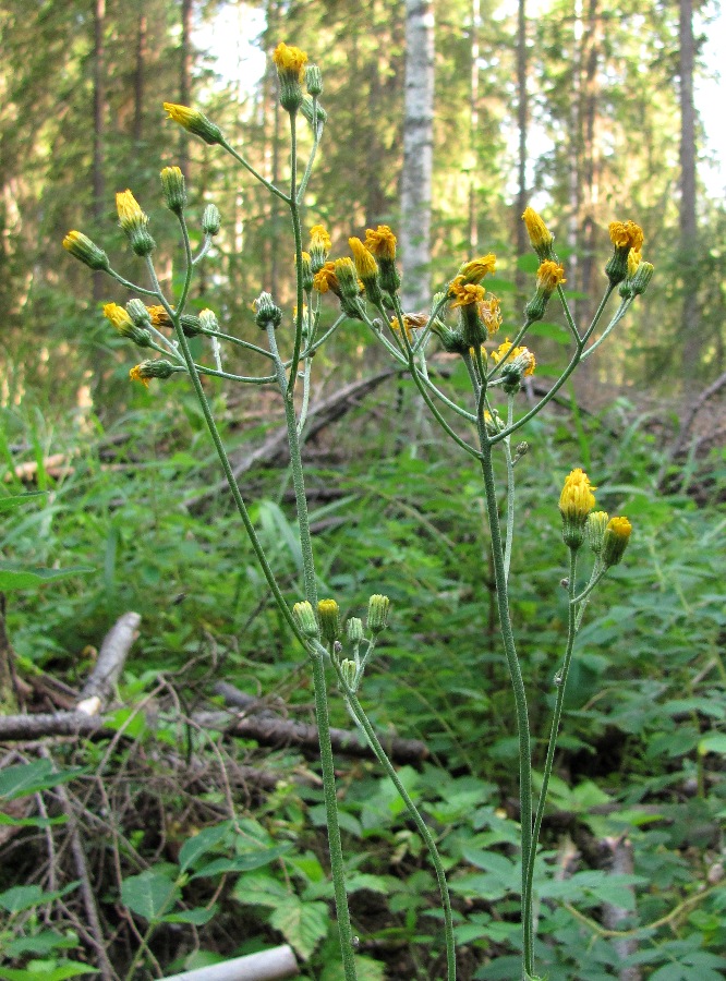 Image of Hieracium murorum specimen.