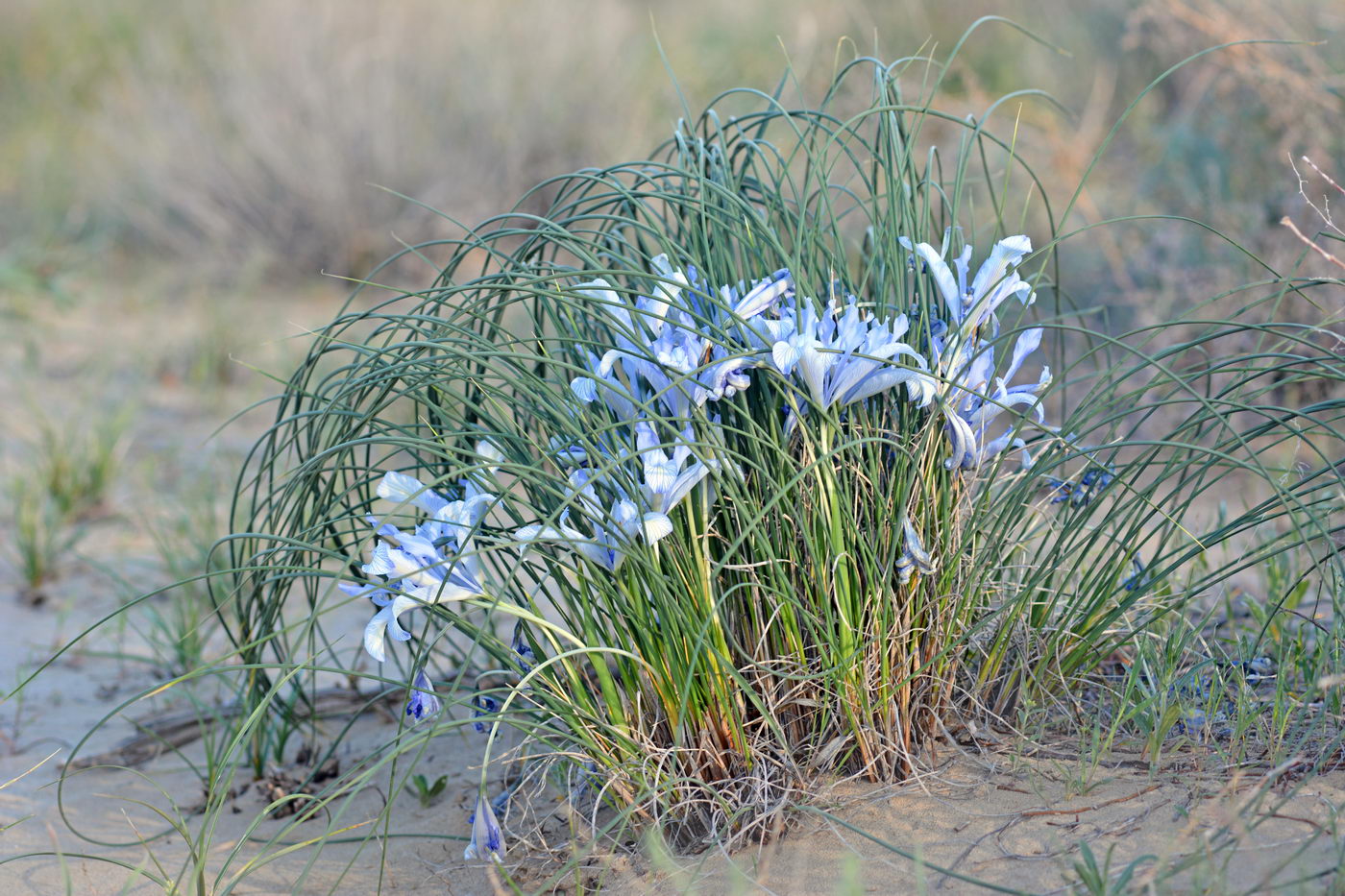 Image of Iris tenuifolia specimen.