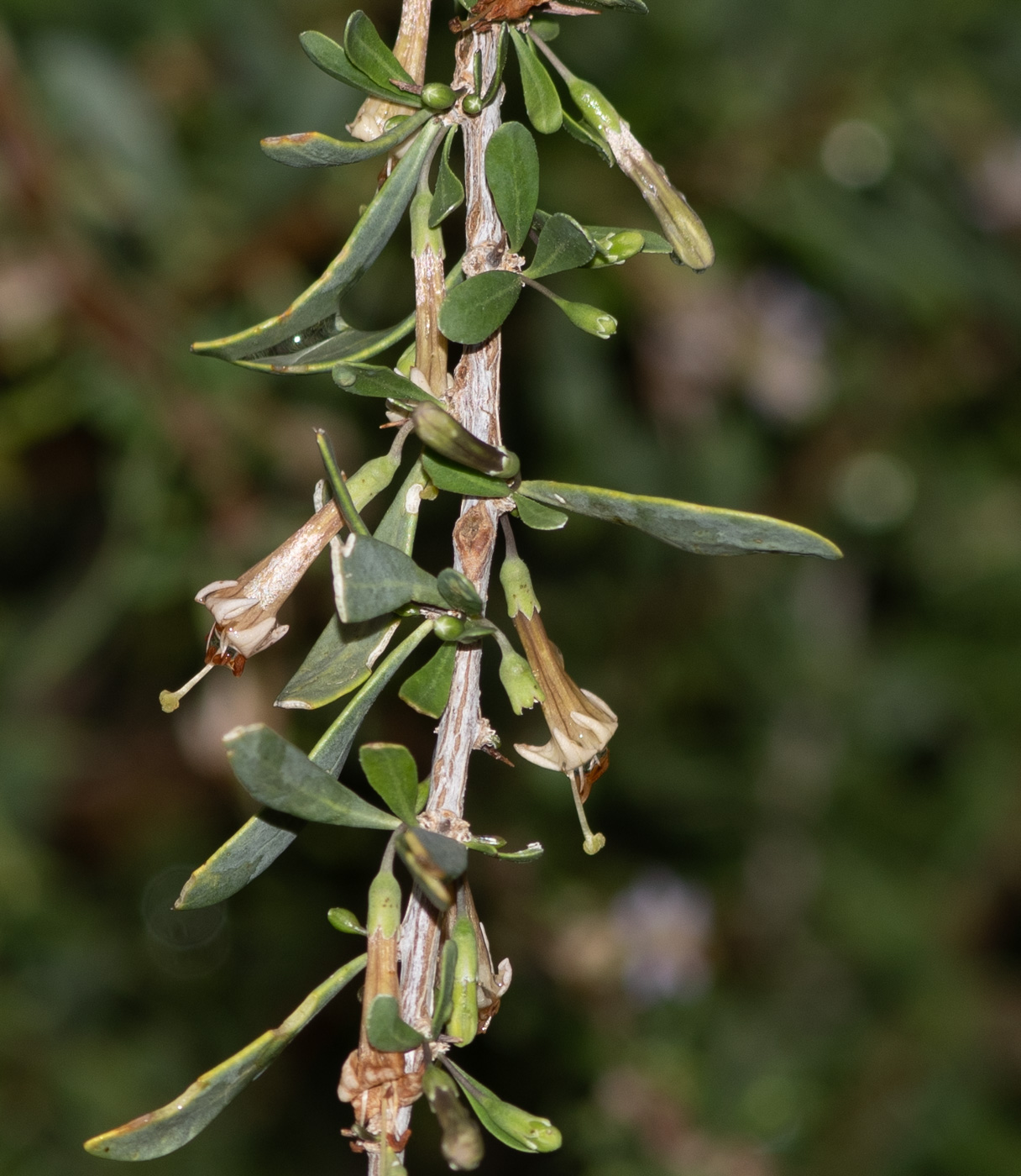 Image of Lycium bosciifolium specimen.