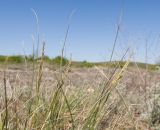 genus Festuca. Верхушки побегов с соцветиями. Краснодарский край, Крымский р-н, окр. станицы Гладковская, грязевой вулкан Гладковские сопки, галофильный остепнённый луг. 25.04.2020.