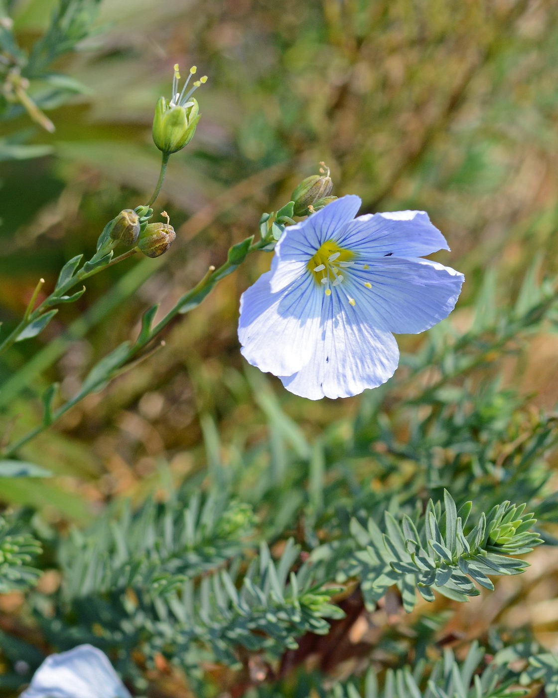 Изображение особи Linum boreale.