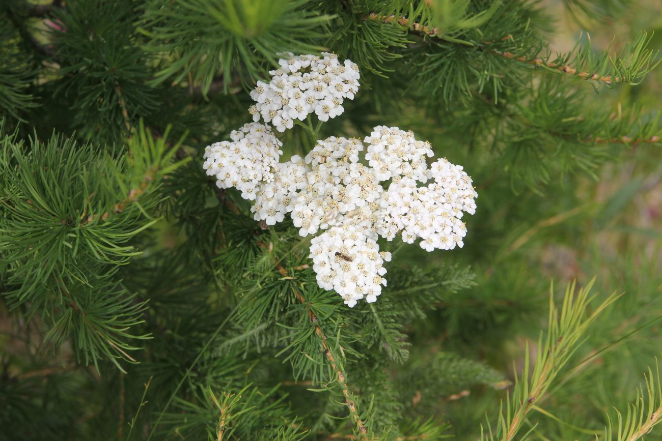 Image of Achillea millefolium specimen.