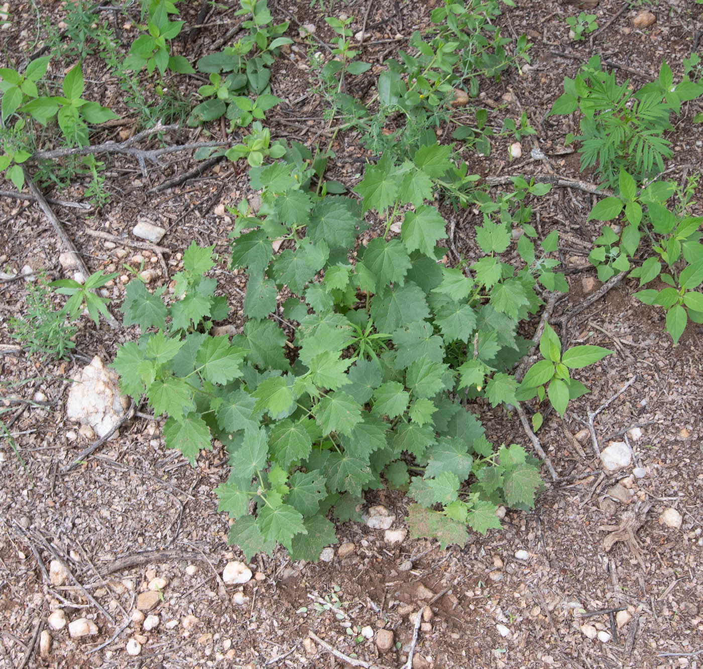 Image of Pavonia burchellii specimen.