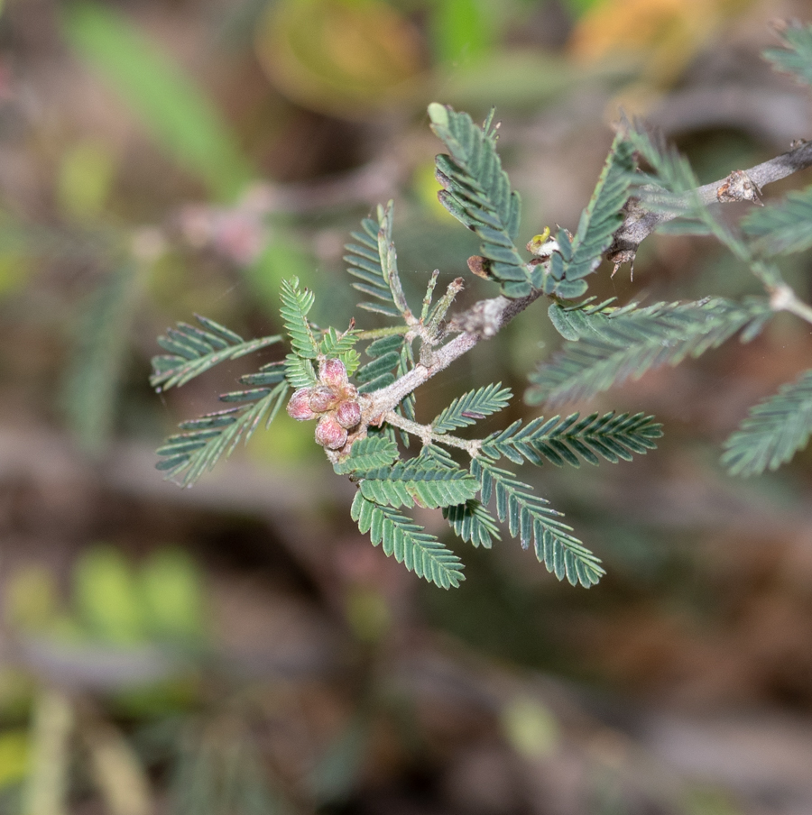 Image of Calliandra eriophylla specimen.