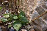 Plantago major