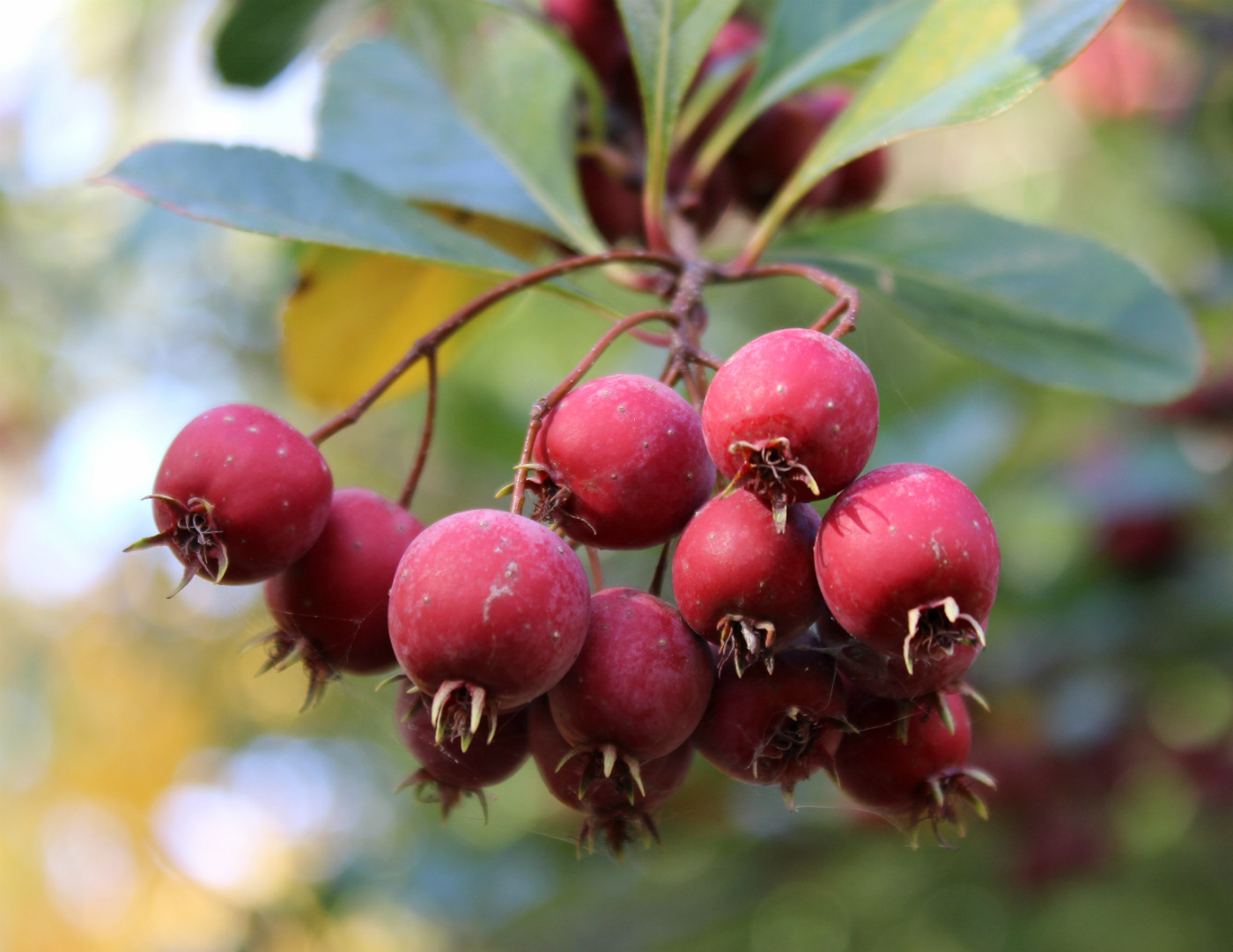 Image of Crataegus crus-galli specimen.