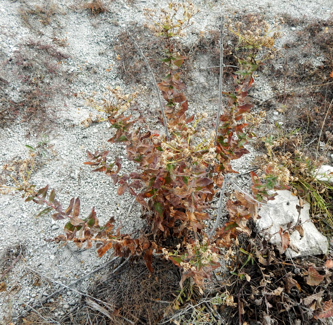 Image of genus Hieracium specimen.