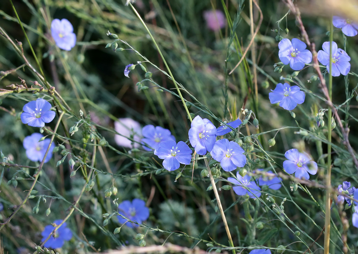 Изображение особи Linum austriacum.