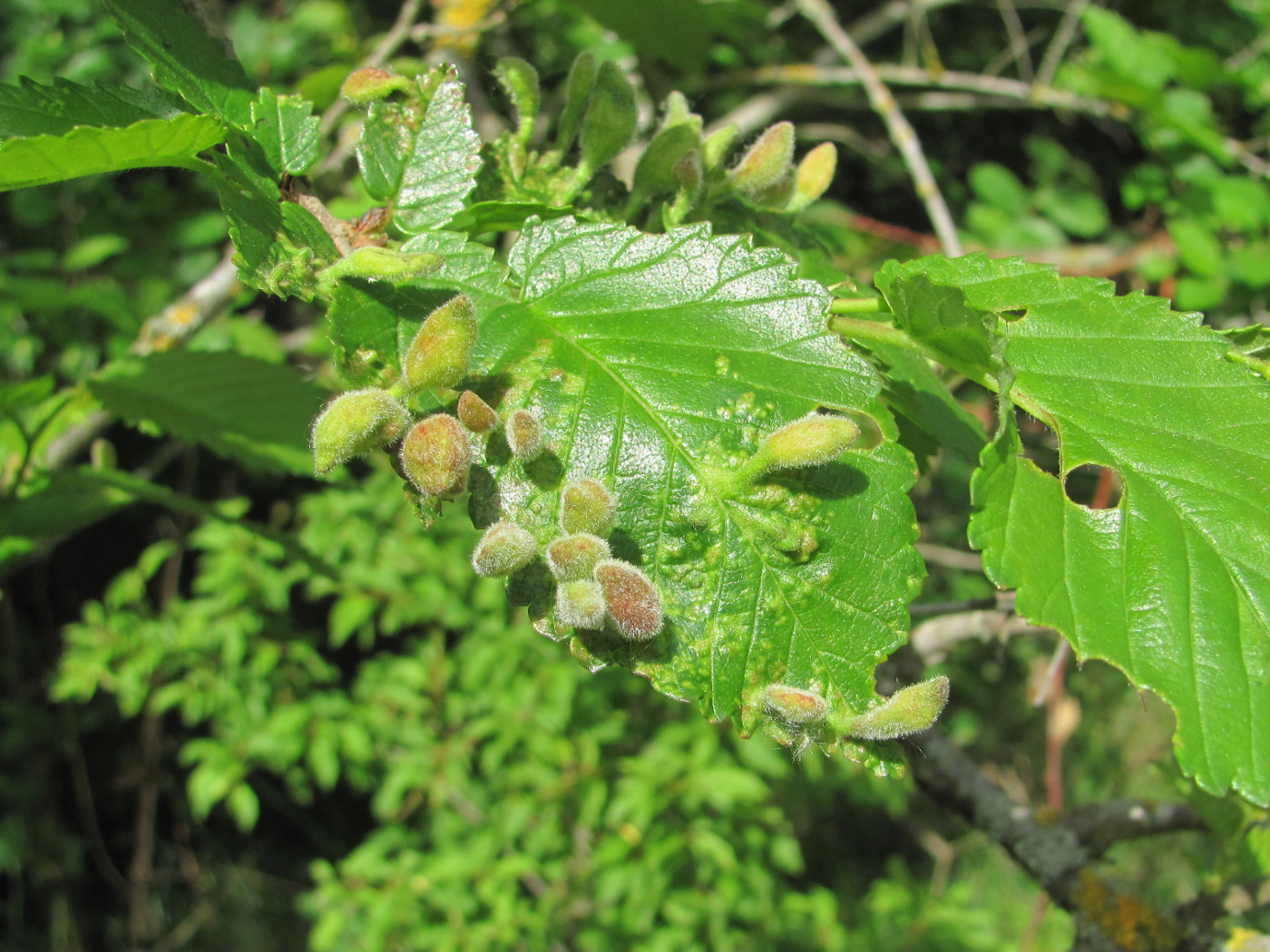 Изображение особи род Ulmus.